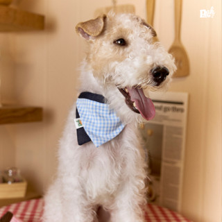 Cloudy Whisp ผ้าพันคอสัตว์เลี้ยง ผ้าพันคอหมา แมว สุนัข ใส่ได…