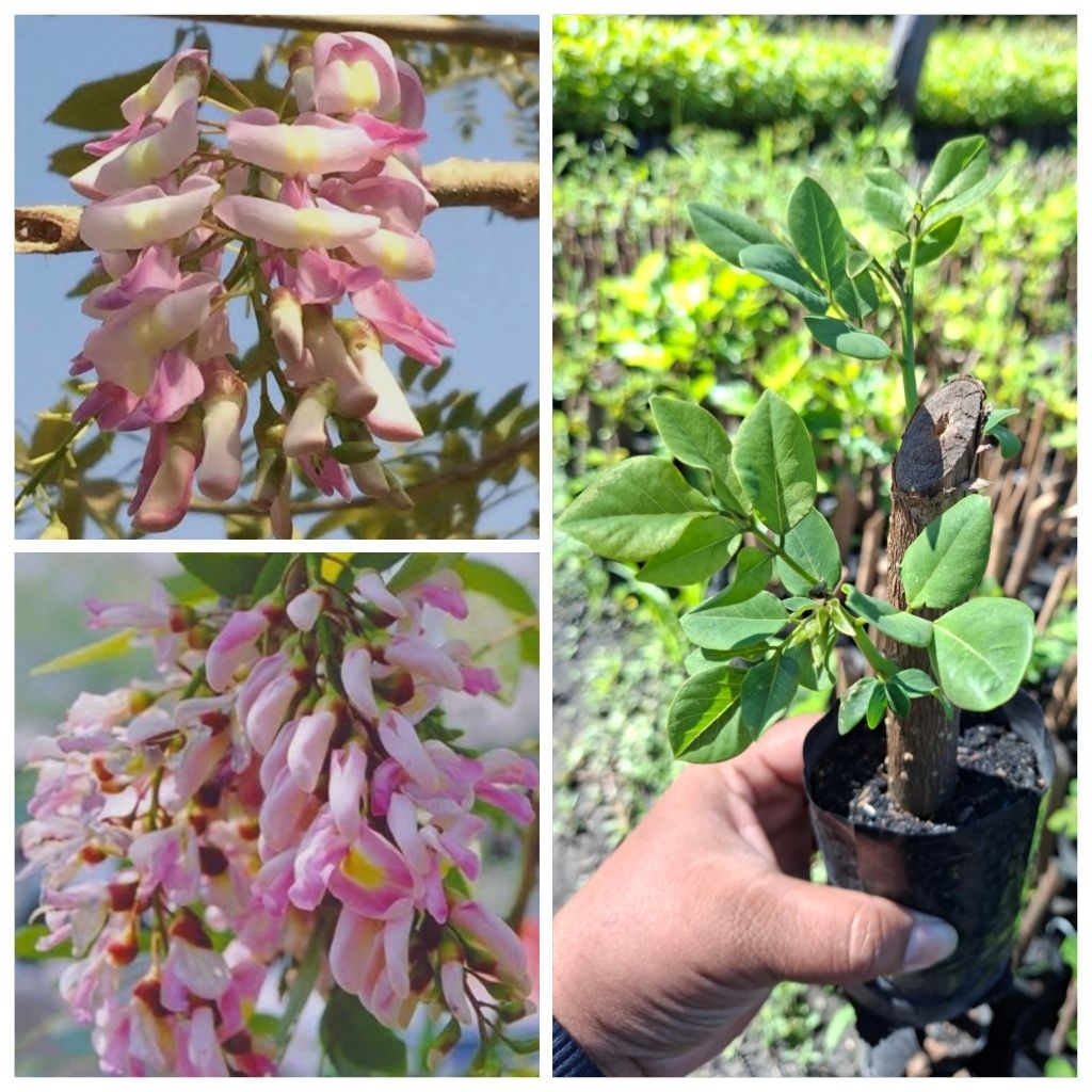 ต้นแคฝรั่ง ดอกสีชมพู ชำกิ่ง 🌸สั่ง 3 แถม 1 ต้น🌱 รากแข็งแรงพร้อมปลูก