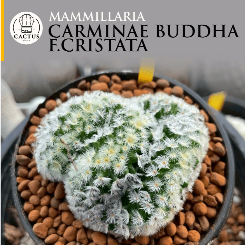 Mammillaria Carminae Buddha f.cristata แมมมิลาเลีย คามิเน่บุดดาคริส แคคตัส กระบองเพชร กระถาง 3 นิ้ว