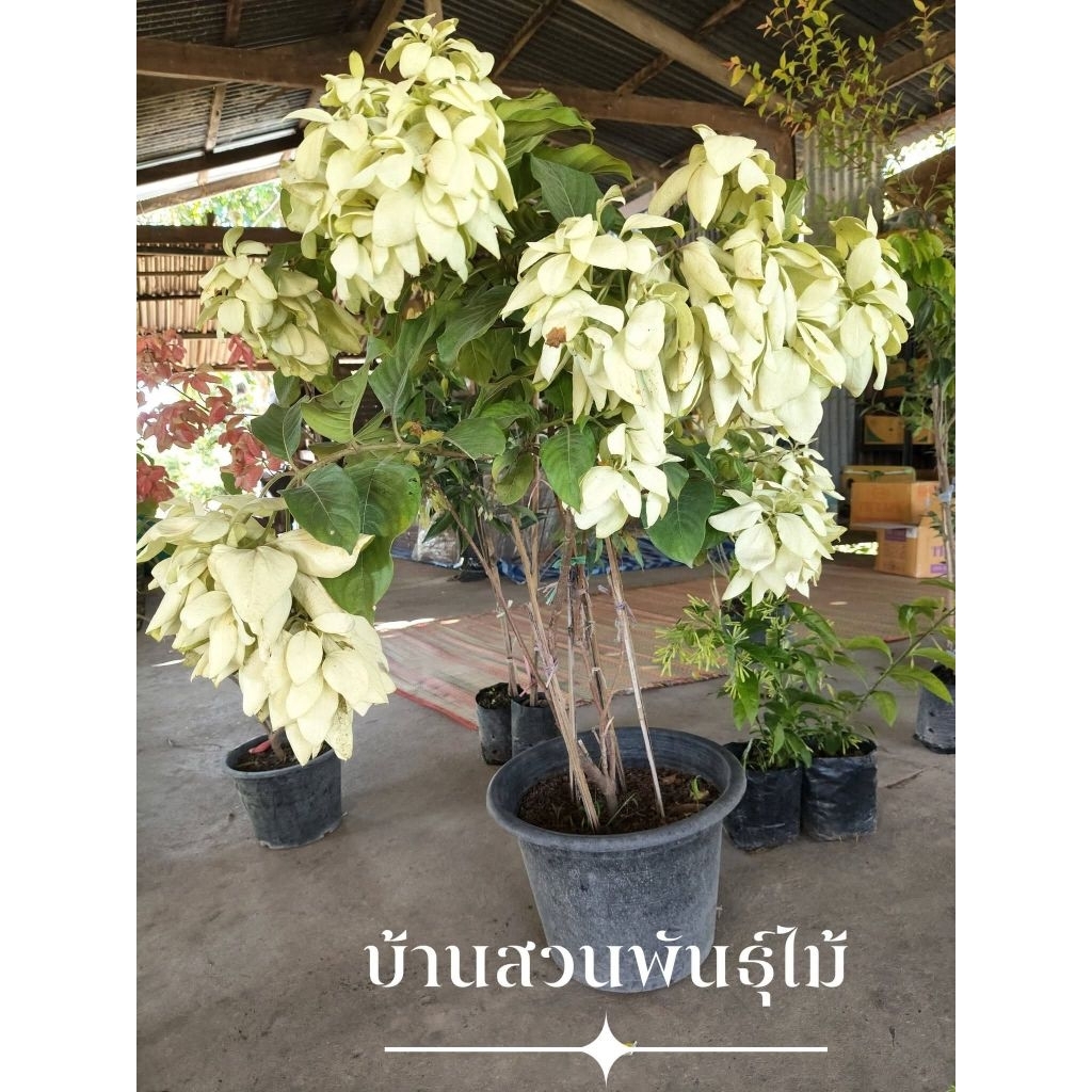 ต้นดอนญ่า สีขาว พันธุ์ออโรร่า ต้นสูง 100-130 ซม. ฟอร์มสวย กระถาง 15 นิ้ว