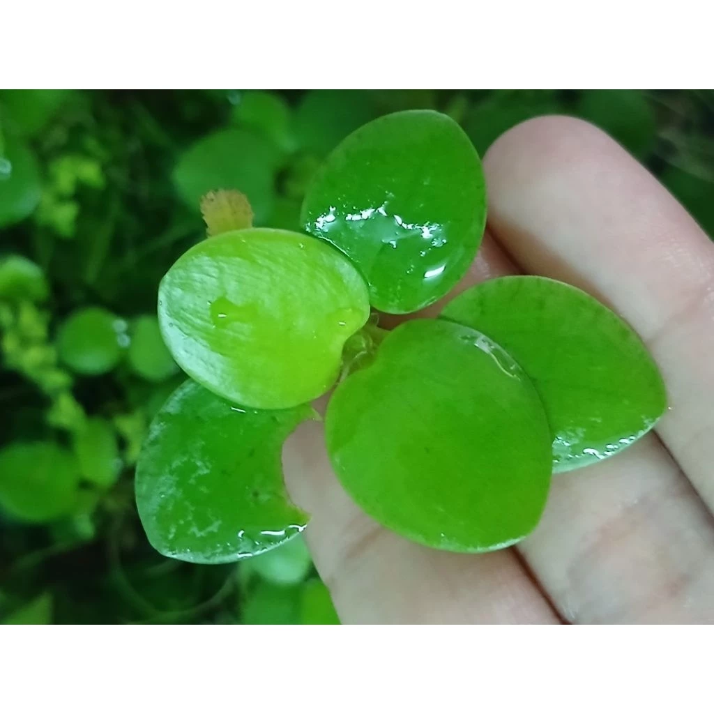 จอกญี่ปุ่น Japanese Frogbit ชุด 5 ดอก thumbnail 5