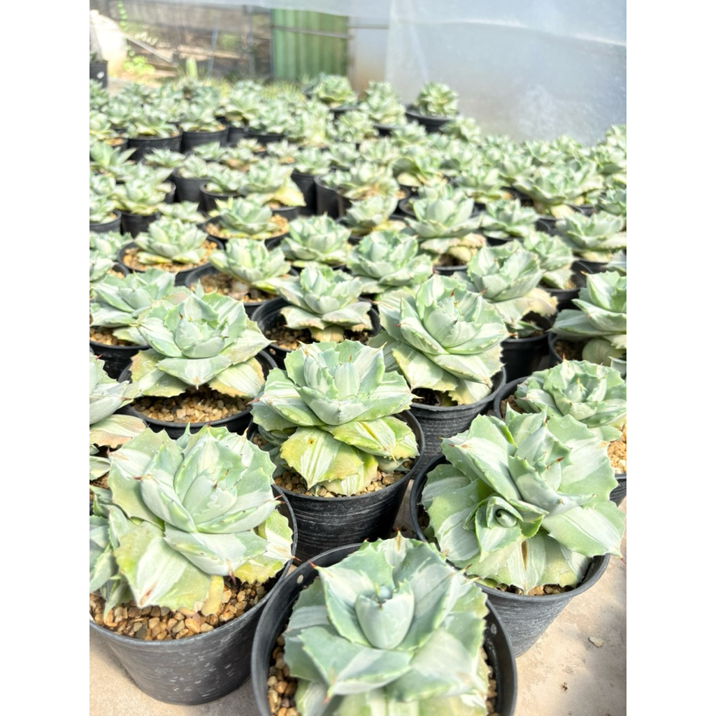 อะกาเว่ โอฮิ Agave isthmensis "Ohi Raijin" variegata