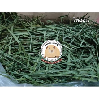 🌾วีทกราส Wheat grass ต้นข้าวสาลีอบแห้ง เขียว หอม กรอบ สำหรับสัตว์ฟันแทะ