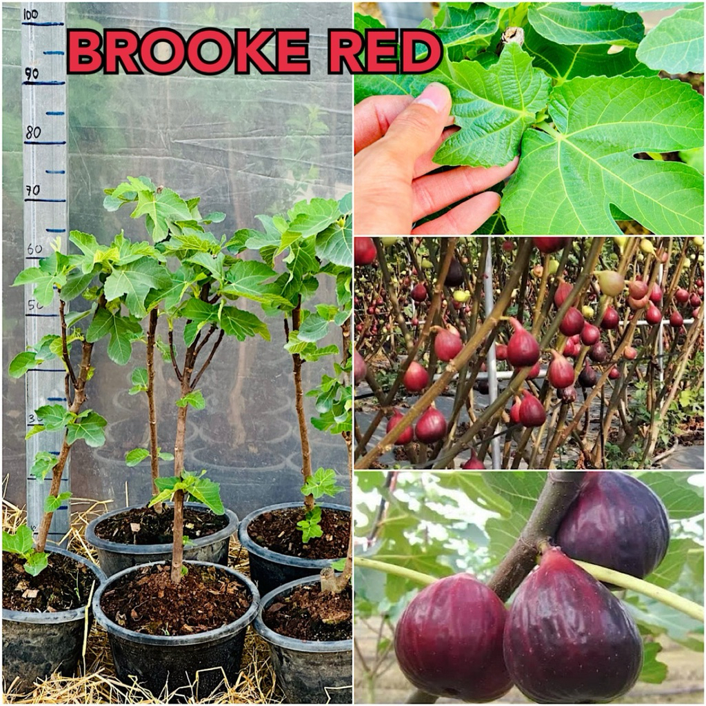 ต้นมะเดื่อฝรั่ง Brooke Red ต้นฟิก Brooke Red สูง 60-70 ซม. ต้นพันธุ์มะเดื่อฝรั่ง Brooke Red