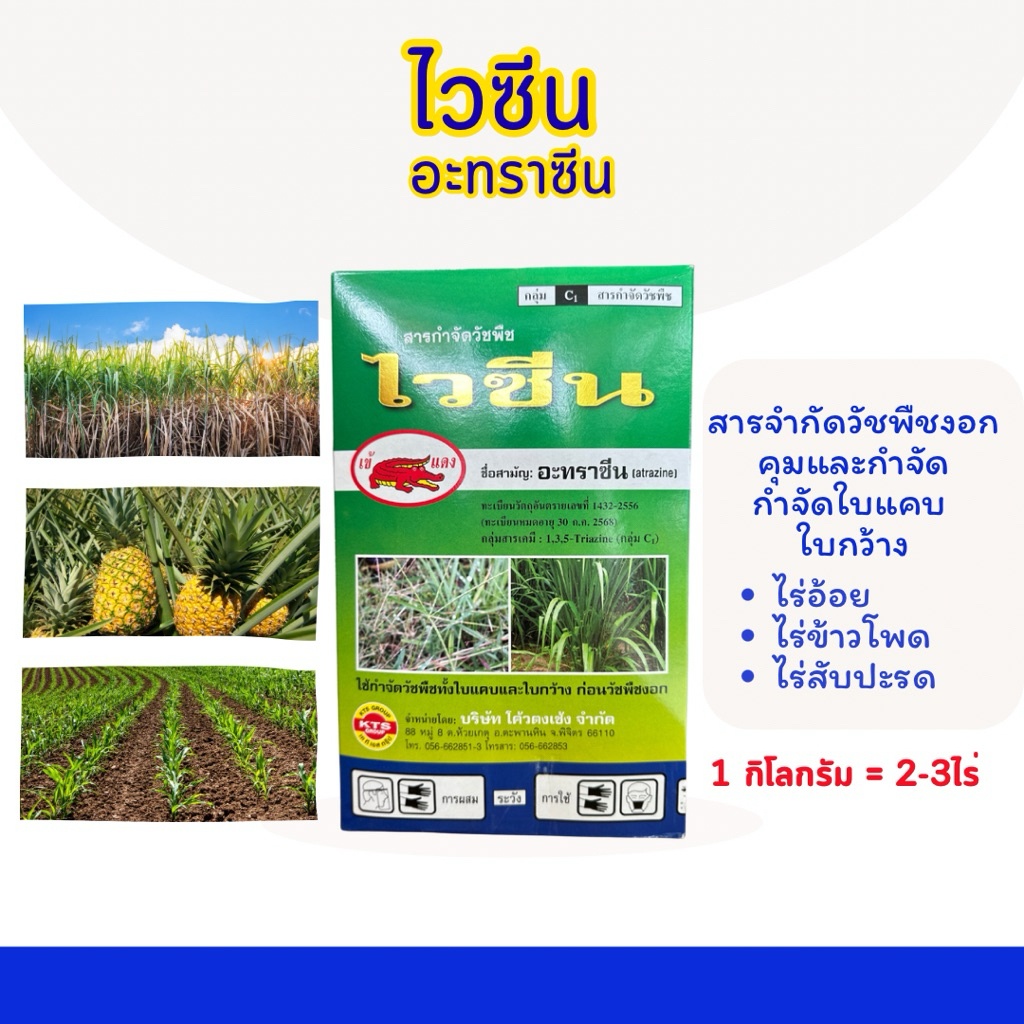 อะทราซีน ไวซีน ขนาด 1 กิโลกรัม ยาคุมและกำจัดวัชพืชใบแคบ ใบกว้างฉีดทับในไร่อ้อย ไร่ข้าวโพด ไร่สับปะรด ข้าวฟ่าง สูตรพิเศษ