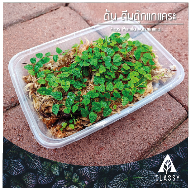 กิ่งตัดสด ต้นตีนตุ๊กแกแคระ Ficus Pumila var.minima ต้นไม้ตกแต่งTerrarium สวนตู้ชื้น