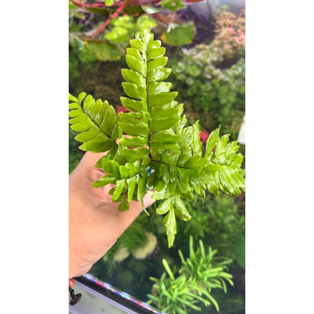 เฟรินก้านดำ ใส่ กระถาง ไม้น้ำ แต่งตู้ปลา หรือ อ่างบัว ปลูกง่าย สดใส โตเร็ว พร้อมปลูก