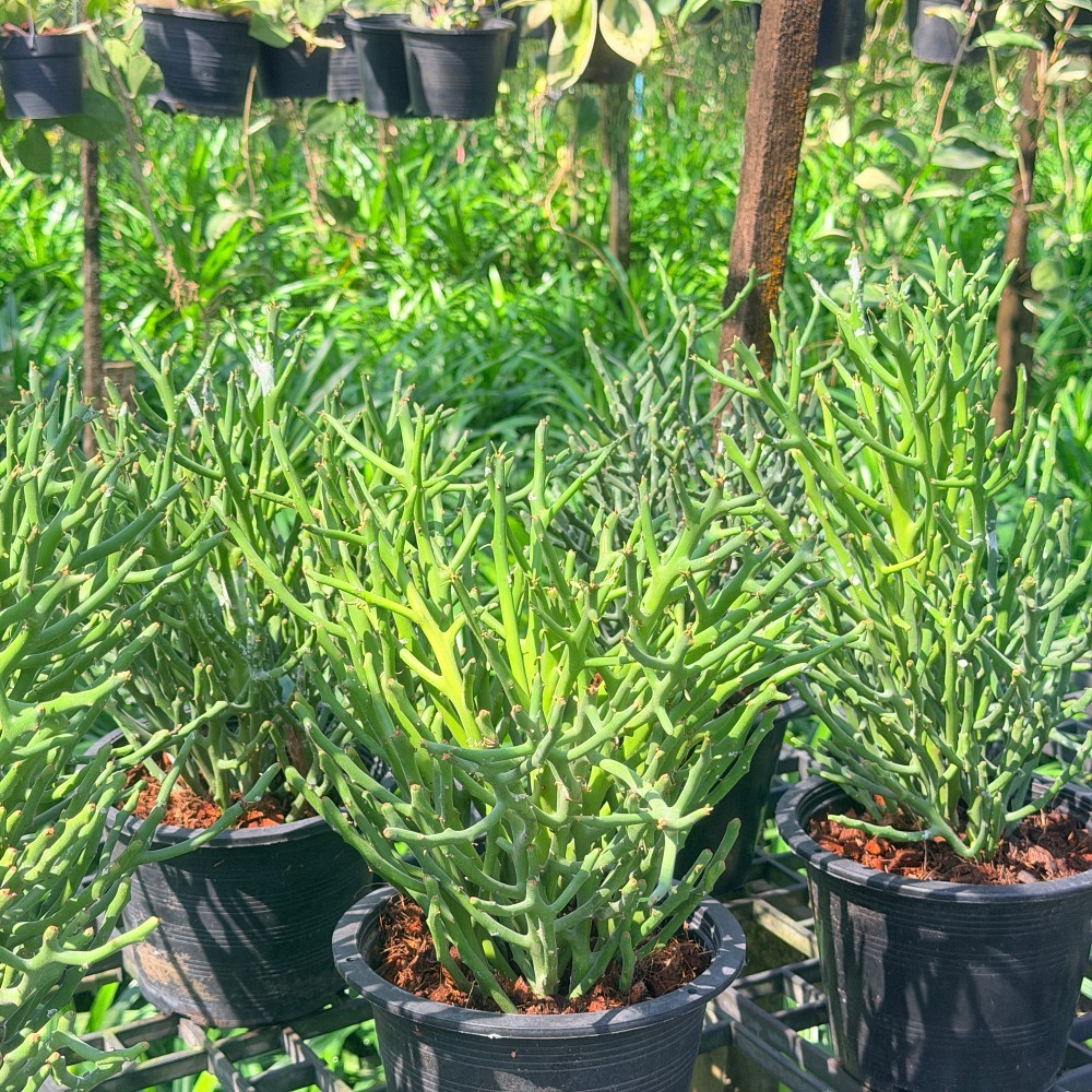 มุมมอง 3