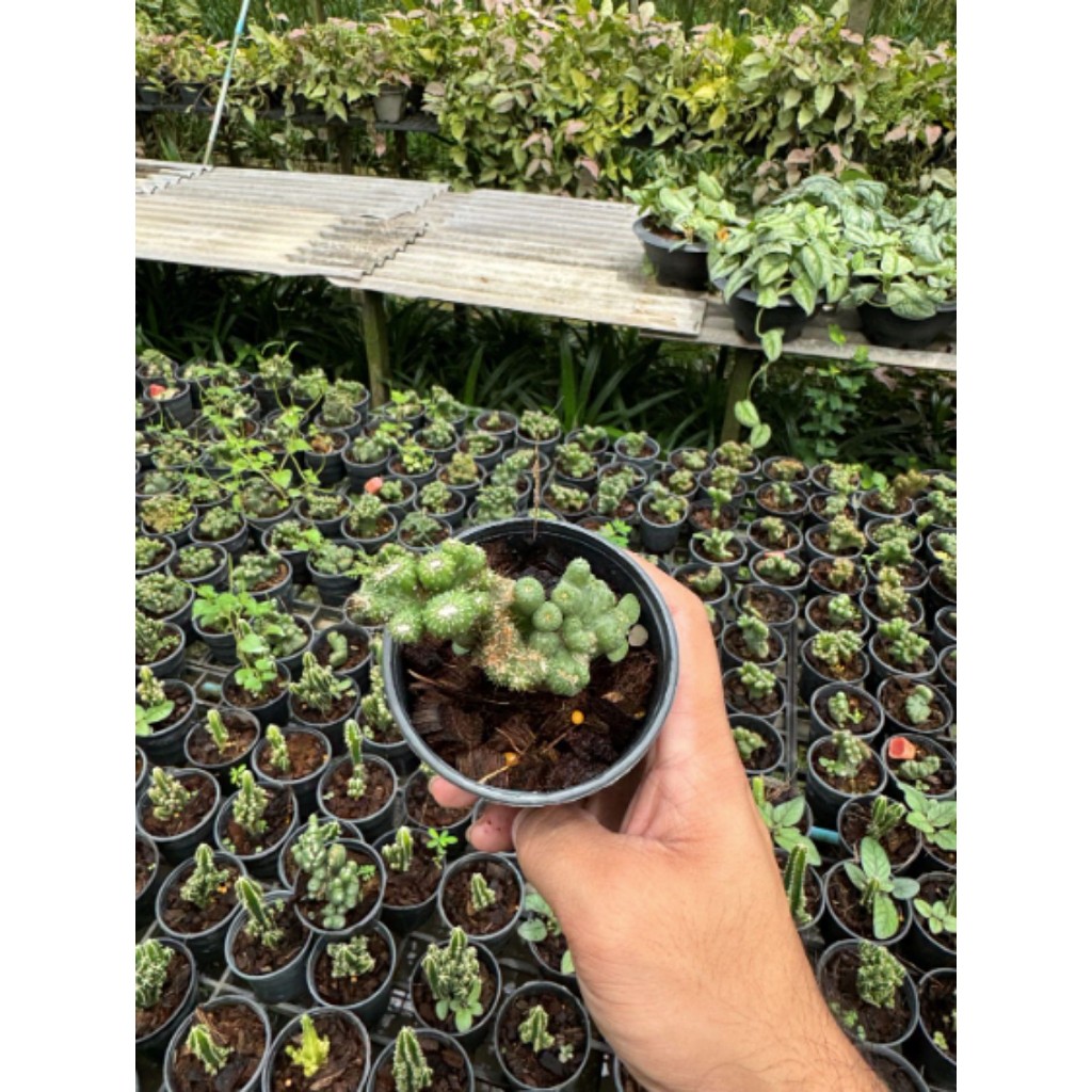 มุมมอง 3