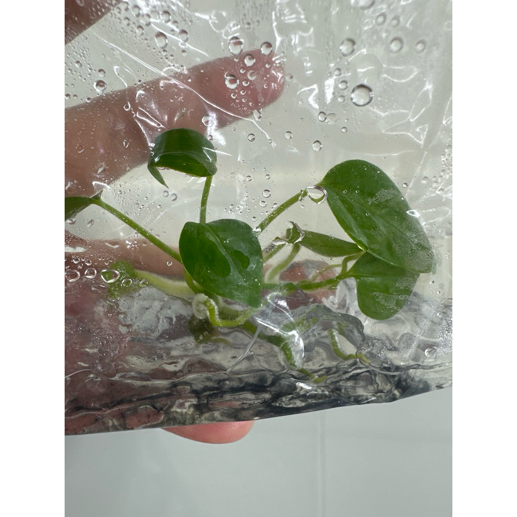 ไม้เนื้อเยื้อหน้าวัวคิง: Anthurium Veitchii (king)