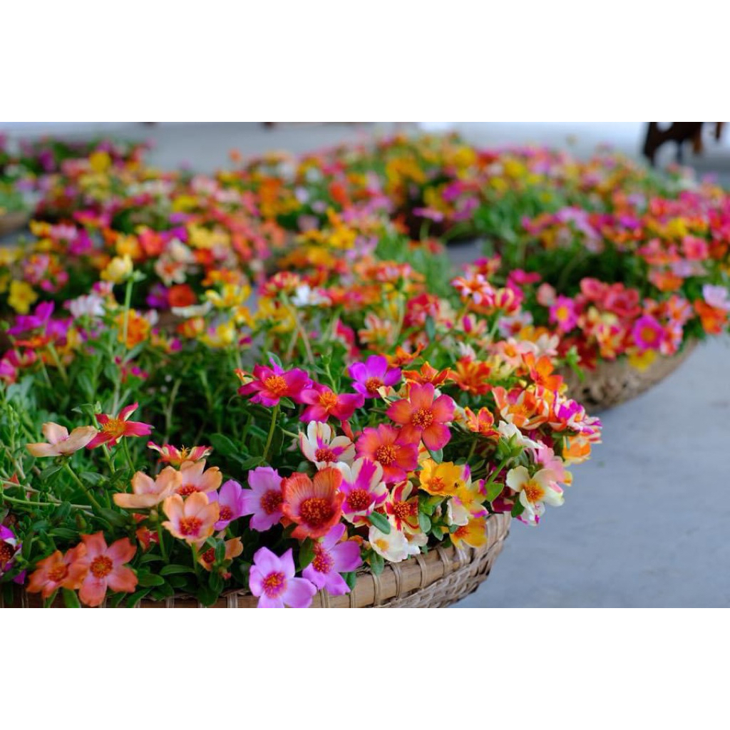 คุณนายตื่นสาย50สีคละสี150กิ่ง