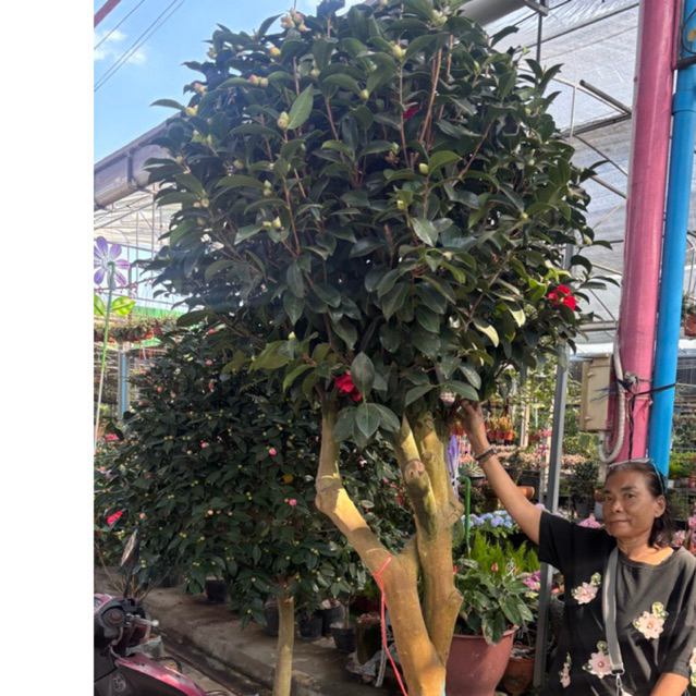 ต้นคาเมเลีย #คามิเลีย #Camellia #ดอกชมพู   #คามิเลียแดง สูง 2.2-2.5 ม สนใจจองได้ค่ะ