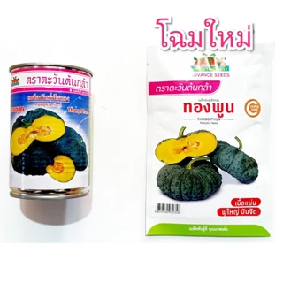 เมล็ดพันธุ์ฟักทอง ทองพูน 45 กรัม ฟักทอง เมล็ดฟักทอง ฟักทองคางคก