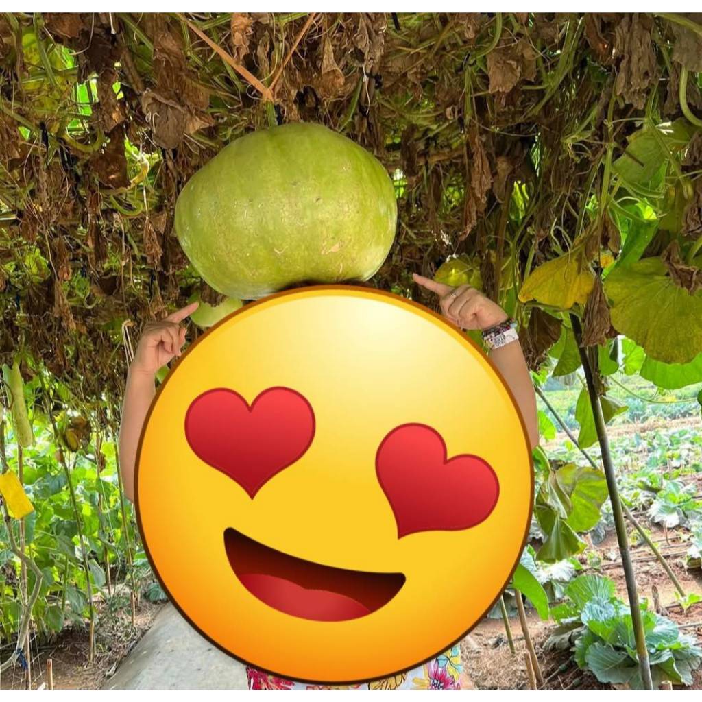 เมล็ดพันธุ์น้ำเต้ายักษ์ 10 เมล็ด ผลกลม น้ำเต้าใหญ่ ปลูกต่อได้