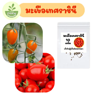 เมล็ดพันธุ์มะเขือเทศราชินี จำนวน 10 เมล็ด