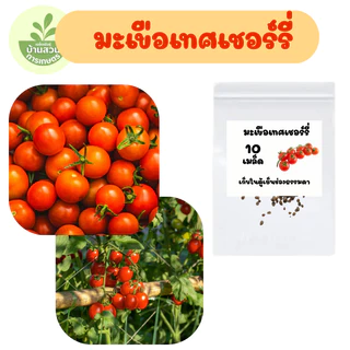 เมล็ดพันธุ์มะเขือเทศเชอร์รี่ จำนวน 10 เมล็ด