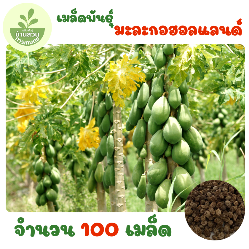 เมล็ดพันธุ์มะละกอฮอลแลนด์ จำนวน 100 เมล็ด