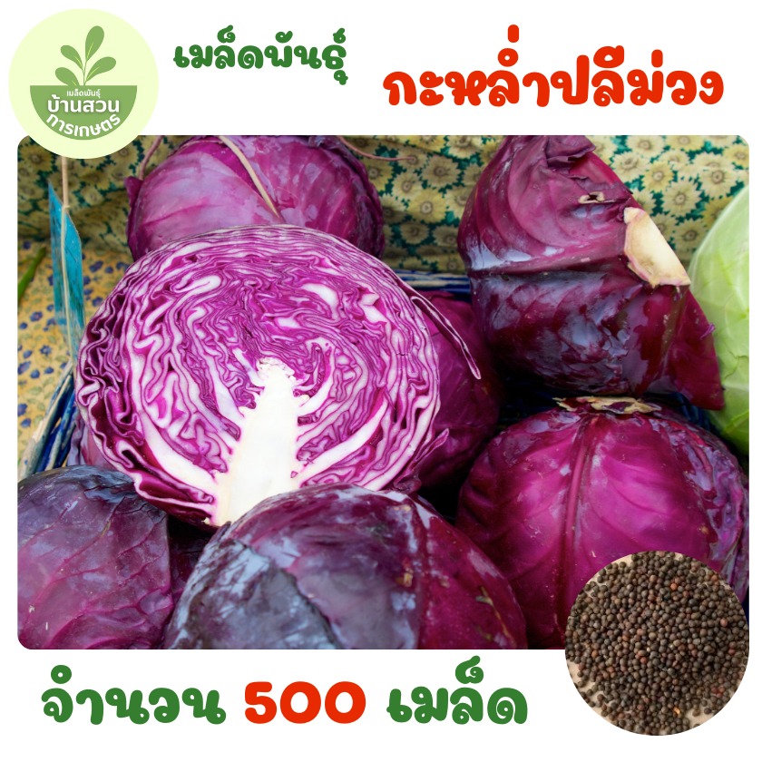 เมล็ดพันธุ์กะหล่ำปลีม่วง จำนวน 500 เมล็ด