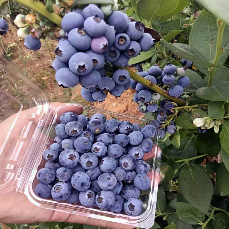 20 เมล็ด Blueberry Seeds Fruit Seeds for Planting เมล็ดพันธุ์ บลูเบอร์รี่ ต้นบลูเบอร์รี่ บรรจุ High quality - รูปที่ 6