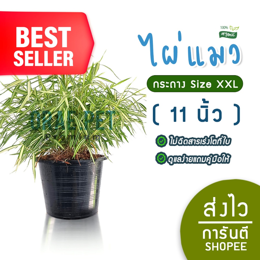 ไผ่แมว ( ราคาพิเศษ สวย แข็งแรง  ) ใบเขียว ช่วยขจัดก้อนขน ให้สัตว์เลี้ยงของคุณทานได้ทันที