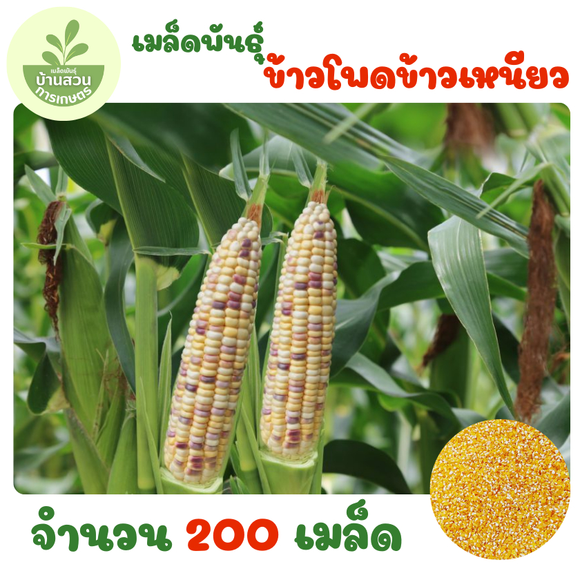 เมล็ดพันธุ์ข้าวโพดข้าวเหนียว จำนวน 200 เมล็ด