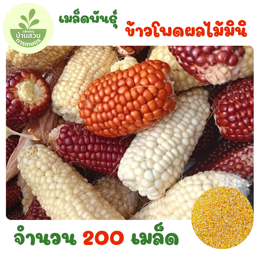เมล็ดพันธุ์ข้าวโพดผลไม้มินิ จำนวน 200 เมล็ด