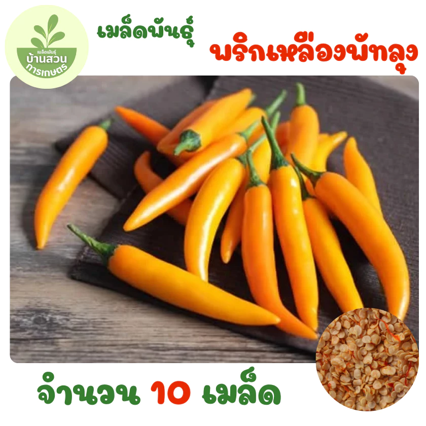 เมล็ดพันธุ์พริกเหลืองพัทลุง จำนวน 10 เมล็ด