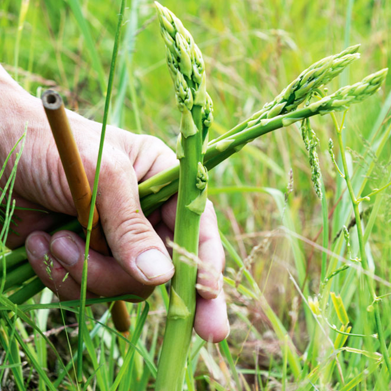 Asparagus Seeds เมล็ดหน่อไม้ฝรั่ง / หน่อไม้ฝรั่งม่วง / หน่อไม้ฝรั่งขาว / หน่อไม้ฝรั่ง Asparagus Seeds(10seeds) ราคา ถูกที่สุด ดีลบีเคเค แกลเลอรีภาพที่ 6