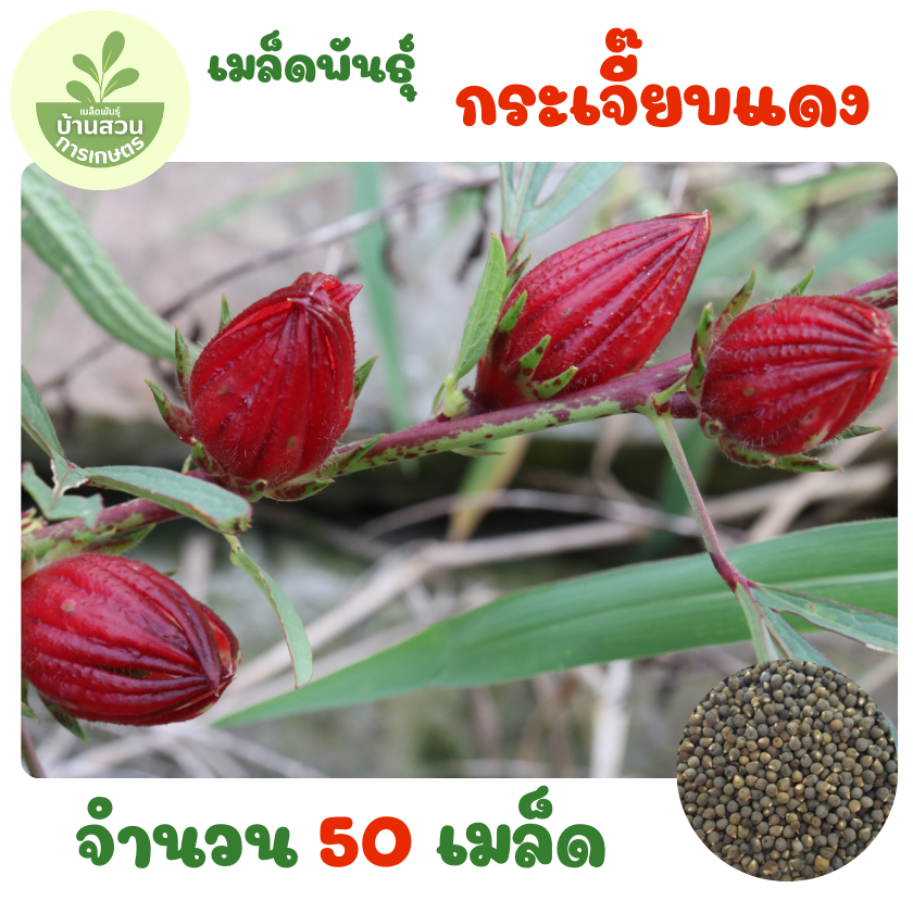 เมล็ดพันธุ์กระเจี๊ยบแดง จำนวน 50 เมล็ด
