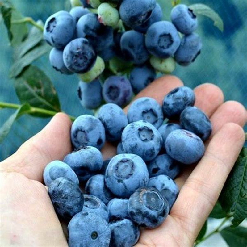 20 เมล็ด Blueberry Seeds Fruit Seeds for Planting เมล็ดพันธุ์ บลูเบอร์รี่ ต้นบลูเบอร์รี่ บรรจุ High quality - รูปที่ 3