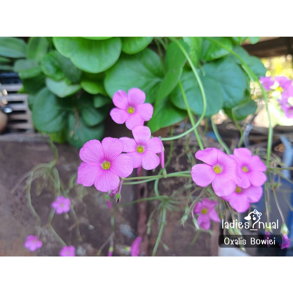 Oxalis Bowiei  ดอกสีชมพูบานเย็น ใบใหญ่ ดอกใหญ่ บานทน