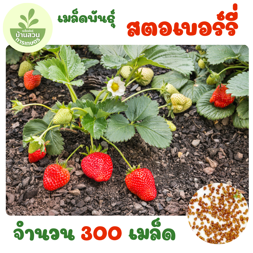 เมล็ดพันธุ์สตอเบอร์รี่ จำนวน 300 เมล็ด