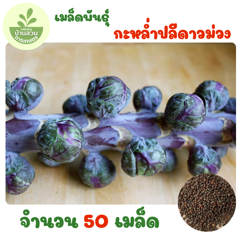 เมล็ดพันธุ์กะหล่ำปลีดาวม่วง จำนวน 50 เมล็ด