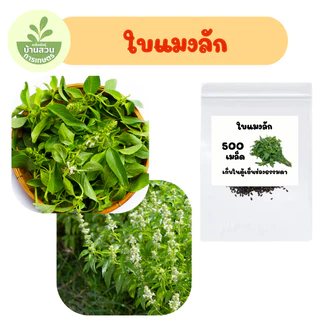 เมล็ดพันธุ์ใบแมงลัก จำนวน 500 เมล็ด