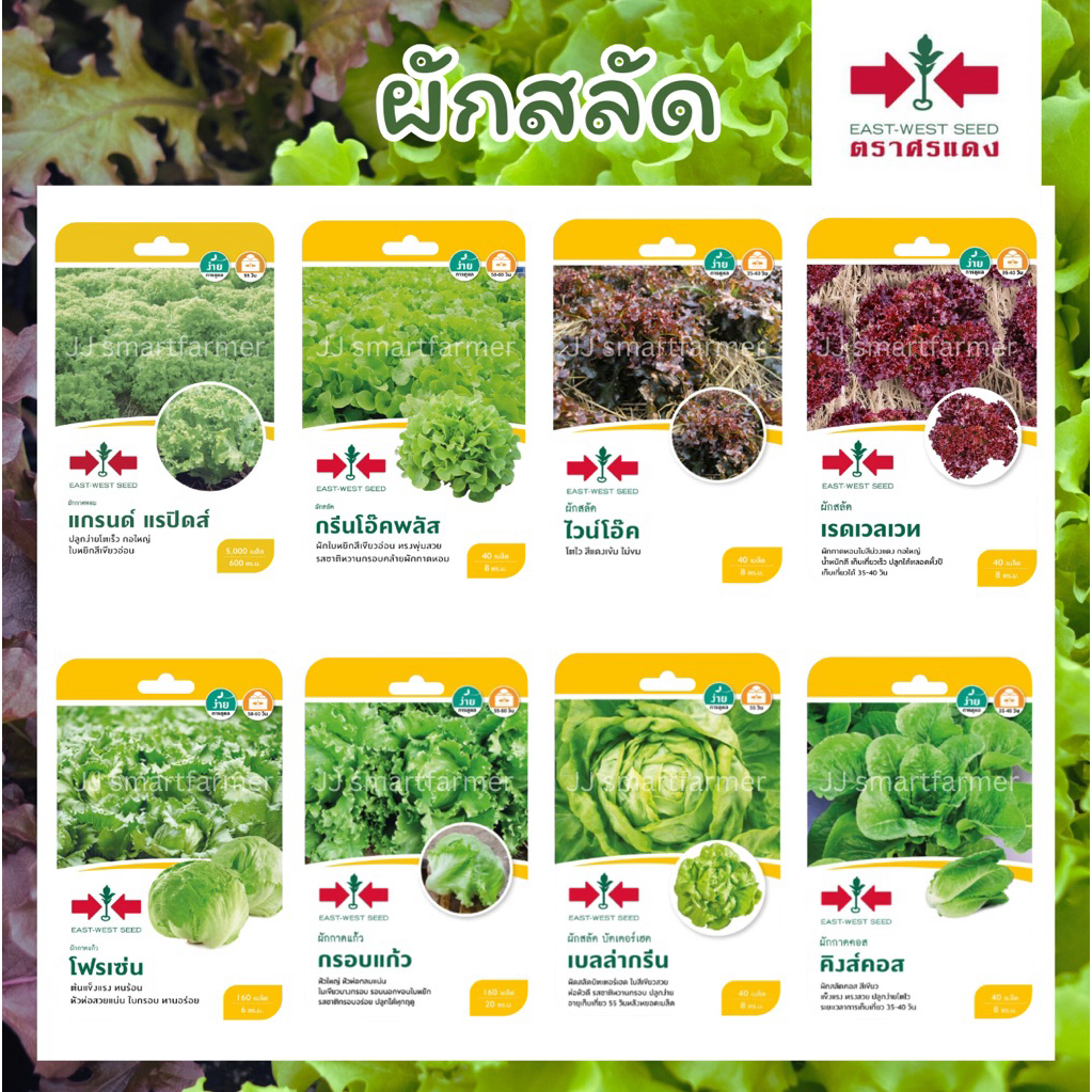 เมล็ดผักสลัด ผักกาด แบบซอง ตราศรแดง🥬 แกรนด์แรปิดส์,กรีนโอ๊คพลัส,ไวน์โอ๊ค,เรดเวลเวท,เบลล่ากรีน,คิงส์คอส,กรอบแก้ว,โฟรเซ่น