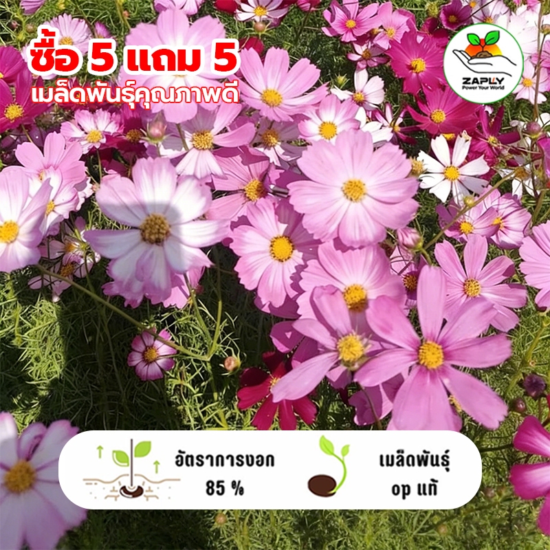 เมล็ดพันธุ์ ดอกคอสมอส 4000 เมล็ด(Mixed Seeds)