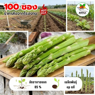 เมล็ดพันธุ์ หน่อไม้ฝรั่ง ชุดละ 5000 เมล็ด พันธุ์ดีงอกง่าย ️โตไว️พุ่มใหญ่ทานอร่อย