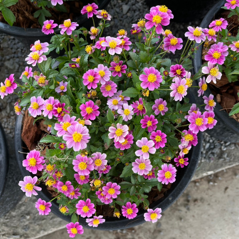 ไบเด้น ไม้ดอกสีชมพูสดใส ดอกกินได้ ตกแต่งอาหารได้ Bidens ferulifolia Pretty in Pink