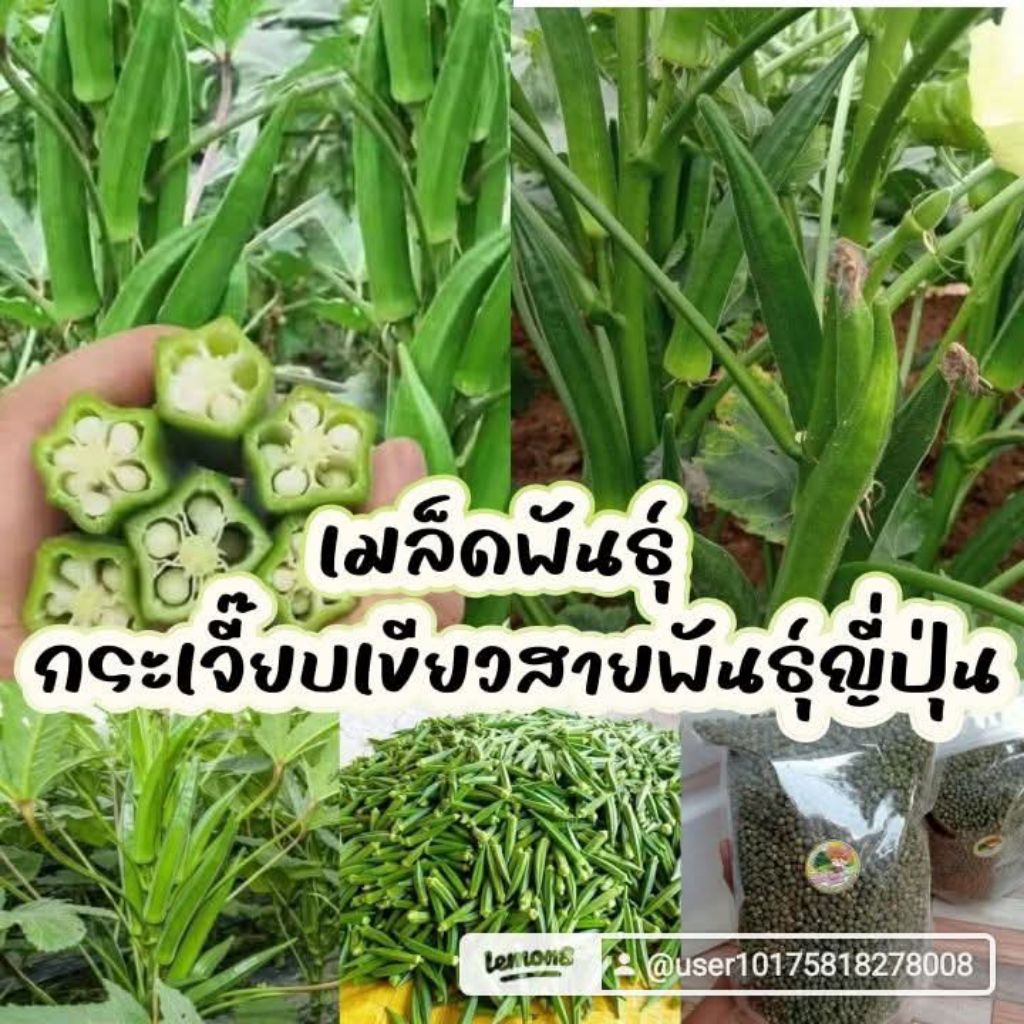 เมล็ดพันธุ์กระเจี๊ยบเขียว500 กรัม 299 บาท
