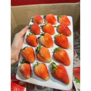 สตอเบอรี่นำเข้าจากจีน คัดก่อนส่งทุกแพ็ค กดส่งด่วนส่งภายใน2 ชั่วโมง(ไม่ส่ง ตจว. ส่งแค่ กทม.และปริมณฑลเท่านั้น)
