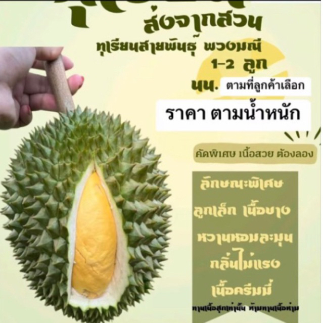 ทุเรียนพวงมณี จันทบุรี(ราคาตาม นน.)
