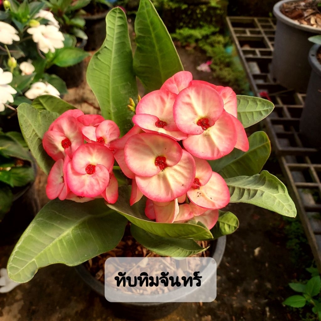 ต้นโป๊ยเซียน ไม้มงคล คัดพันธุ์เด่นๆ