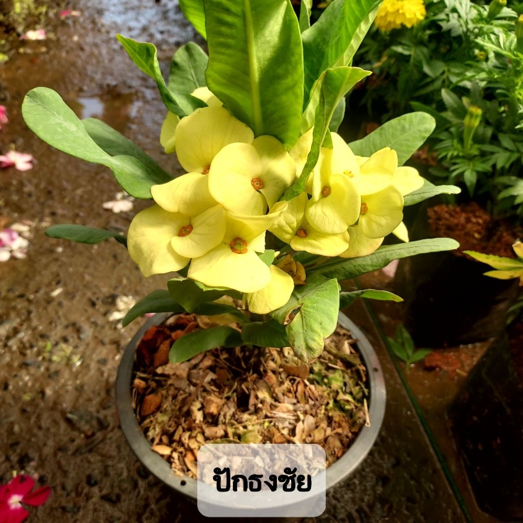 ต้นโป๊ยเซียน ไม้มงคล คัดพันธุ์เด่นๆ - รูปที่ 4