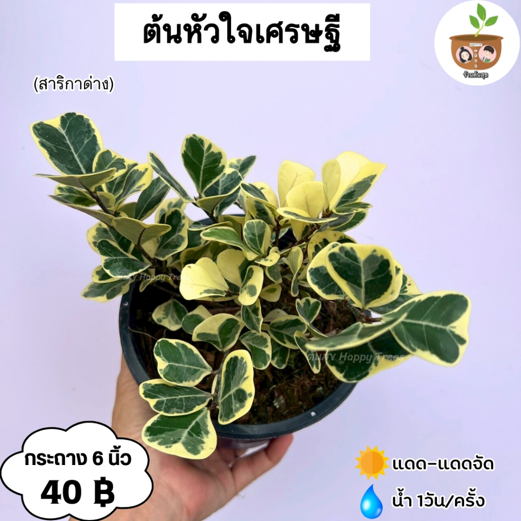 ต้นหัวใจเศรษฐี สาริกาใบด่าง กระถาง 6 นิ้ว