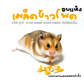 อาหารแฮมเตอร์ ขนม ชูการ์ กะรอก ดอร์เม้าท์ ใจเเอ้นท์ โรโบ เม่น สัตว์ฟันเเทะอื่นๆๆ (กะปุกทดลอง)