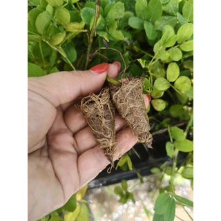 ต้นถั่วบราซิล ราคาต้นละ 1 บาท มีรากแข็งแรงพร้อมปลูก