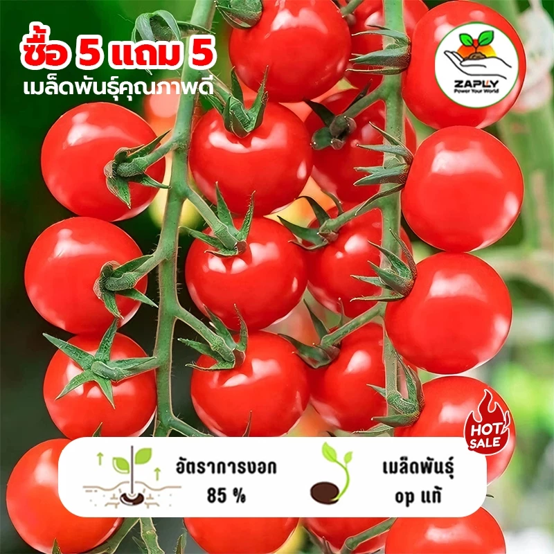 ซื้อ 5 แถม 5 ฟรี เมล็ดมะเขือเทศเชอรี่ พันธุ์ดก 110 เมล็ด งอกง่าย โตไว พุ่มใหญ่