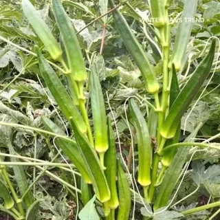 เมล็ดพันธุ์กระเจี๊ยบเขียวสายพันธุ์ญี่ปุ่น 200 เมล็ด 49 บาทซืัอ3เเถม1
