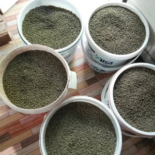 เมล็ดพันธุ์กระเจี๊ยบเขียวสายพันธุ์ญี่ปุ่น 200 เมล็ด 49 บาทซืัอ3เเถม1