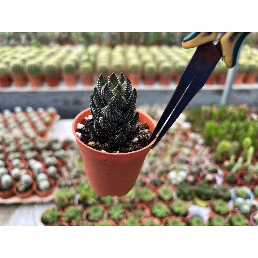 Haworthia marumiana Uitewaal